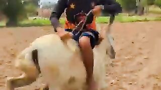 Nice entertainment