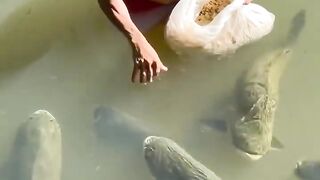 আল্লাহ চাইলে সবি সম্ভব