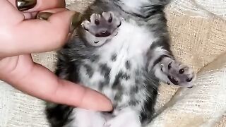 Cute Cats ???? - Isn_t he a cutie _ Cute Cat _ funny cat clips ????????