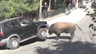 Animals funny video ????