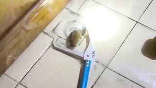 Ular masuk dari pembuangan kamar mandi