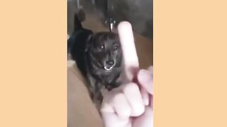 Animals funny video ???? 2