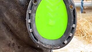 satisfying horse hoof trimming _horsecare _hoof _satisfying _horseshoe