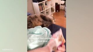 cat funny video beautiful