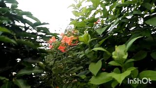আমার সোনার ময়না পাখি
