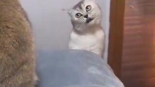 Funny videos 618