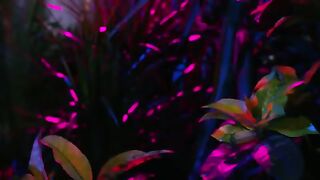 Diona Fona - Havera