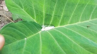 The rain water falls again on the leaves.