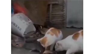 Most viral Funny video. ????
