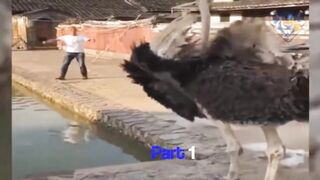 ANIMALS FUNNY MOMENTS 2