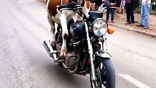 Cow On The Bike