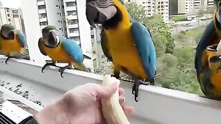 WONDER BIRDS