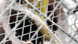animal funny video 4