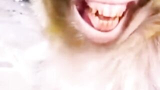 monkey smile