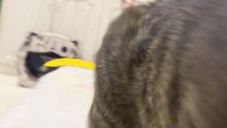 Angry cat ???? 2