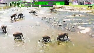 Animals of Asia 4K - Scenic Wildlife Film With Calming Music