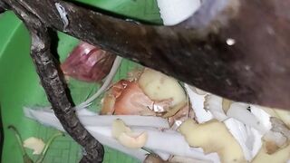 "Cooking jackfruit seeds in a new way."