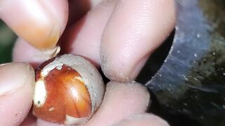 "Cooking jackfruit seeds in a new way.easy item cook