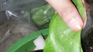 "Cooking Malabar spinach."