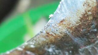 jackfruit seeds  cutting systems