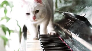 Cat lover 8
