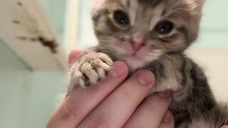 Cute Cat Tyla dance ,talala