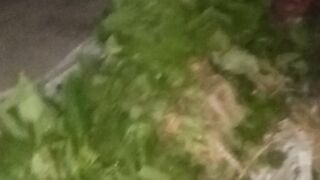 Vegetables 4