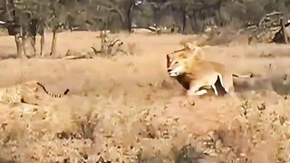Lion vs cheeta