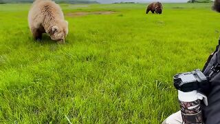 Grizzly Bear Camp in Katmai.