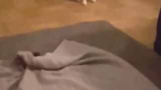 Cat's funny moments ????