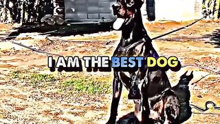 The style fo dogs????
