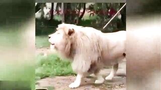 Animal 71