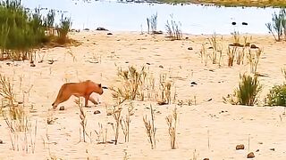 lion attack part-1