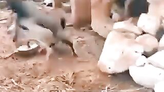 goat fight with dog