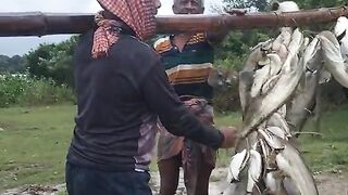 বোয়াল মাছ