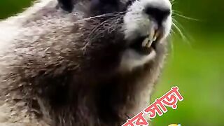 ইদুর এবং কাঠবিড়ালির কুদ্দুস