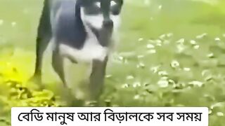 বিড়ালের ডান্স