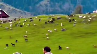 Prakriti New video