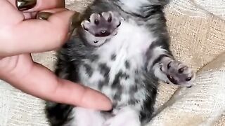 Funny ???? cute cat videos ????????????