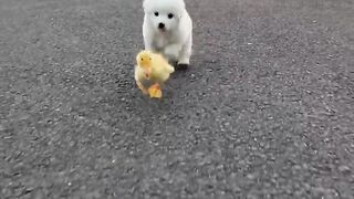 Dogs video 3