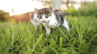 8 Munchkin Cat Breeds