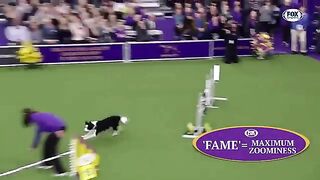 Dog Show moments to celebrate National Puppy Day