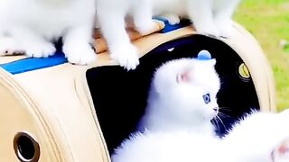 Cutefunnycats