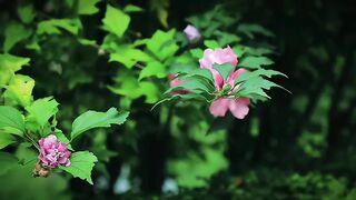 পুরুষের_প্রথম_ভালোবাসা_তার_মা_
