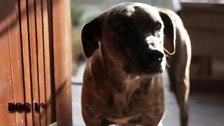 Dogs Barking Sound Effect