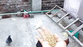 Enjoying the moment of pigeon eating wheat