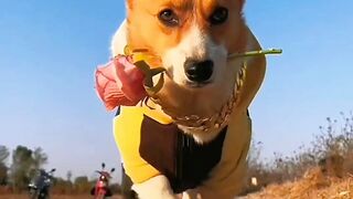 cute dog with rose!!!!