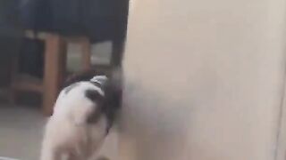 @funny cat