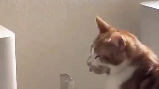 #USA @FUNNY VIDEOS