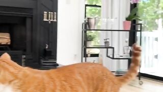 #USA @FUNNY VIDEOS 4